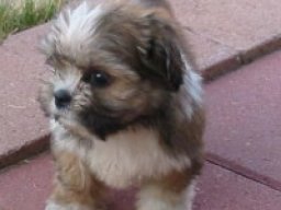 yorkie-apso_1_20220629_1537250348